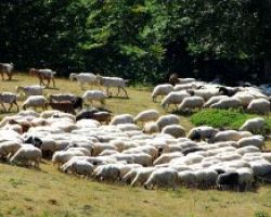 Αυξάνονται τα κρούσματα Οζώδους Δερματίτιδας στο νομό Πέλλας
