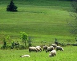 Ενημέρωση από τη Διεύθυνση Κτηνιατρικής της Περιφέρειας Κεντρικής Μακεδονίας σχετικά με την ευλογιά προβάτων