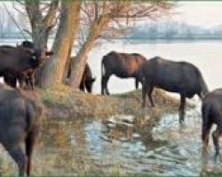 Συνάντηση του Αναπληρωτή Υπουργού Μάρκου Μπόλαρη με το Σύλλογο βουβαλοτρόφων