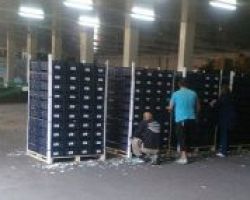 Οι αγρότες της Πέλλας στο πρόγραμμα της επισιτιστικής βοήθειας