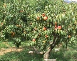 Καταβολή αποζημιώσεων για ζημιές σε ροδάκινα-νεκταρίνα από τις βροχοπτώσεις του περασμένου καλοκαιριού