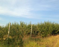WWF: Σε κατάσταση «εμφράγματος» ο πλανήτης