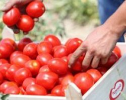ΕΛΑΪΣ-Unilever: Διάκριση στα Ευρωπαϊκά Βραβεία για το Περιβάλλον