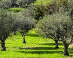 Ως 250.000 τόνους αναμένεται φέτος η ελαιοπαραγωγή