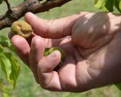 Προβλήματα στους αγρότες δημιουργεί η στάση πληρωμών στους ανταποκριτές του ΕΛΓΑ.