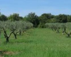 Διαχείριση προβλημάτων εγκατάστασης και καρποφορίας ελαιώνων Εδεσσα