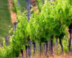 Διατήρηση και ανάδειξη της Ελληνικής αμπελοποικοιλότητας ζητάει η Π.Κ.Μ.