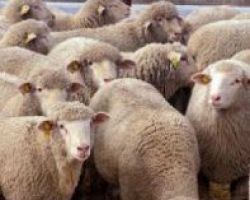 «Ελλείμματα δισεκατομμυρίων στη ζωική παραγωγή»