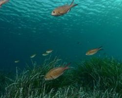 «Υπό πολιορκία» η Μεσόγειος: Χάνονται τα ψάρια της – Τι συμβαίνει με το Ιόνιο