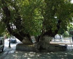 Γιάννης Σηφάκης από εκδήλωση ανακήρυξης μνημείου της φύσης στα Σεβαστειανά : Το περιβάλλον της Πέλλας και η βιοποικιλότητα της πρέπει να προστατευτεί