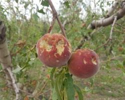 Μέλη της ΝΟΔΕ και της ΔΗΜΤΟ συνόδευσαν τον Καρασμάνη Γεώργιο στην πληγείσα περιοχή της Κρύας Βρύσης.