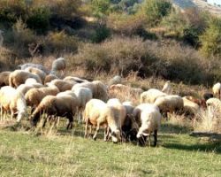 Ανακοίνωση για την αποφυγή ευλογίας των αιγών και των προβάτων στην χώρα μας