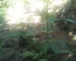 Συνελήφθη 40χρονος στην Ημαθία για καλλιέργεια κάνναβης