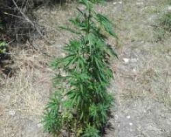Συνελήφθη 61χρονος σε περιοχή της Πιερίας για καλλιέργεια κάνναβης