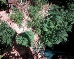 Συνελήφθη 51χρονος σε περιοχή των Σερρών για καλλιέργεια κάνναβης