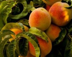 Σηφάκης: Mέσα στον μήνα πληρωμή για το de minimis