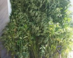 Εντοπίστηκε φυτεία κάνναβης σε περιοχή της Πέλλας με 52 δενδρύλλια κάνναβης ύψους έως 3,5 μέτρων