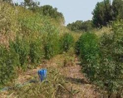 Συνελήφθη 52χρονος για καλλιέργεια κάνναβης από αστυνομικούς του Αστυνομικού Τμήματος Παιονίας