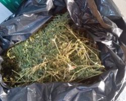 Συνελήφθησαν 2 άτομα σε περιοχή των Σερρών για καλλιέργεια και κατοχή κάνναβης