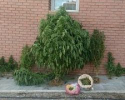 Συνελήφθη 61χρονος από αστυνομικούς του Τμήματος Ασφάλειας Κιλκίς για καλλιέργεια κάνναβης