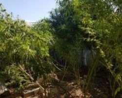 Συνελήφθη 49χρονος σε περιοχή του Κιλκίς για καλλιέργεια κάνναβης