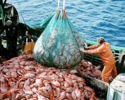 Έκδοση των αδειών για το αλιευτικό εργαλείο βιντζότρατα-Παράταση προληπτικής απαγόρευσης αλιείας για τα συρόμενα εργαλεία