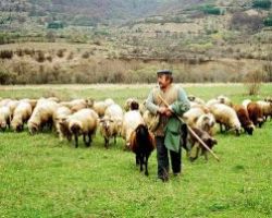 Παράταση πληρωμής βοσκοτόπων από τους κτηνοτρόφους