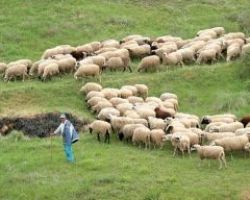 Μετάθεση στην ημερομηνία υποβολής των αιτήσεων στη πρόσκληση της βιολογικής κτηνοτροφίας