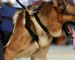 Όλα όσα ξετρύπωσε σκύλος της αστυνομίας στην Αλεξανδρούπολη