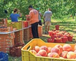 Έκτακτη οικονομική ενίσχυση στα ροδάκινα με απόφαση Υπουργού Αγροτικής Ανάπτυξης