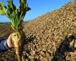Επιτάχυνση στην καταβολή της συνδεδεμένης ενίσχυσης στους τευτλοπαραγωγούς