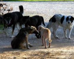 Αποσύρεται το νομοσχέδιο για τα αδέσποτα ζώα συντροφιάς