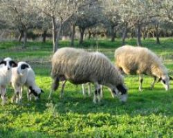 Έρχεται προκήρυξη για τις απειλούμενες αυτόχθονες φυλές αγροτικών ζώων