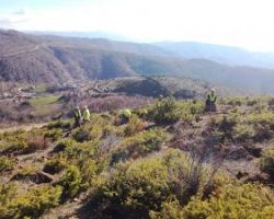 Αναδάσωση από τον ΤΑΡ στη Βόρεια Ελλάδα με 400.000 δένδρα και θάμνους