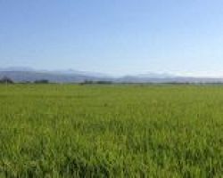 Ξεκίνησαν οι δηλώσεις αποθεμάτων και συγκομιδής ρυζιού