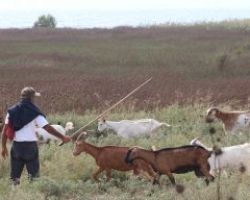 ΟΠΕΚΕΠΕ: Πληρωμή 29 εκατ. ευρώ για την βιολογική κτηνοτροφία