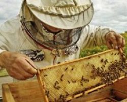 Επιδοτούμενα Προγράμματα Μελισσοκομίας  2019