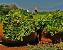 70€ ανά στρέμμα de minimis στα αχλάδια Κρυστάλια. Ετοιμάζεται de minimis 50 € ανά στρέμμα και για τα καπνά ( ποικιλιών «μπασμά» και «Κατερίνης»)