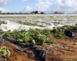 Σκρέκας: Με γοργούς ρυθμούς η καταγραφή ζημιών στις καλλιέργειες, σε περιοχές που κηρύχθηκαν σε έκτακτη ανάγκη