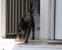 «Το ροτβάιλερ ζήλευε το βρέφος» -Σοκάρουν οι μαρτυρίες για την τραγωδία στα Γλυκά Νερά