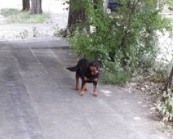 Αδέσποτος σκύλος επιτέθηκε και δάγκωσε τον επισκέπτη  ασθενή στο προαύλιο του Νοσοκομείου Κιλκίς