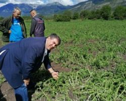 Έκκληση του Αντιπεριφερειάρχη Πέλλας Δάνη Τζαμτζή για άμεση εκτίμηση των ζημιών στις αγροτικές παραγωγές της Πέλλας από τον  ΕΛΓΑ λόγω της σφοδρής χαλαζόπτωσης