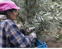 Μέχρι τις 30 Ιουνίου οι αιτήσεις για απασχόληση πολιτών τρίτων χωρών σε αγροτικές εργασίες