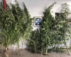 Συνελήφθη ημεδαπός σε περιοχή της Πέλλας για καλλιέργεια κάνναβης  – Στην αυλή του σπιτιού του βρέθηκαν και κατασχέθηκαν 52 δενδρύλλια