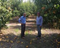 Καστερίδης: Σε απόγνωση οι παραγωγοί συμπύρηνου ροδάκινου