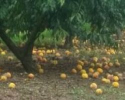 Παράσταση διαμαρτυρίας ροδακινοπαραγωγών έξω από τον ΕΛΓΑ Βέροιας