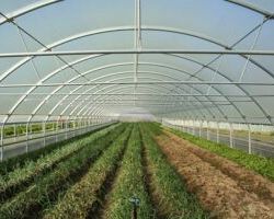 Τζάκρη: Ερώτηση στην Βουλή για την χορήγηση ενισχύσεων στους  παραγωγούς κηπευτικών θερμοκηπίου