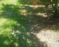 Επιστολή Καρασμάνη σε Βορίδη για ροδακινοπαραγωγούς