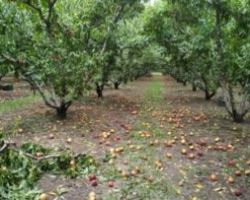 Παρατείνονται οι ΚΟΕ για την κάλυψη ζημιών σε γεωργούς και κτηνοτρόφους και για το 2021, με απόφαση ΥπΑΑΤ, Σπ. Λιβανού – Αν. Υπ. Οικονομικών, Θεοδ. Σκυλακάκη