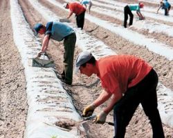 Συνεχής επικοινωνία του Γιώργου Καρασμάνη με όλους τους εμπλεκόμενους αρμόδιους Υπουργούς για την έναρξη της διαδικασίας μετάκλησης αλλοδαπών εργατών γης.